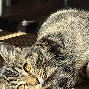 Capucine a rejoint le concours — aidez-le/la à gagner de superbes lots ! cat, tabby, pet, animal, feline, relaxing, sunlight, golden_eyes, whiskers, fur, indoor, woven_rug, stretching, closeup, cute, domestic_cat, laying_down, cozy, soft_light, resting