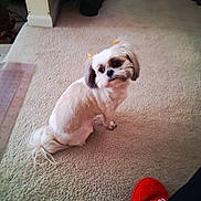 Castle Louise is registered to the contest to win money with this photo: dog, small_dog, indoor, carpet, pet, fluffy, white_dog, yellow_bows, curious, sitting, floor, furniture, slipper, home, cozy, animal, companion, cute, looking_back, domestic