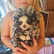 Lucky joined the competition — help win amazing prizes! child, puppy, dog, blanket, fur, indoor, holding, cute, young_child, blonde_hair, hands, cozy, patterned_blanket, pet, animal, closeup, face, warm, soft, caring