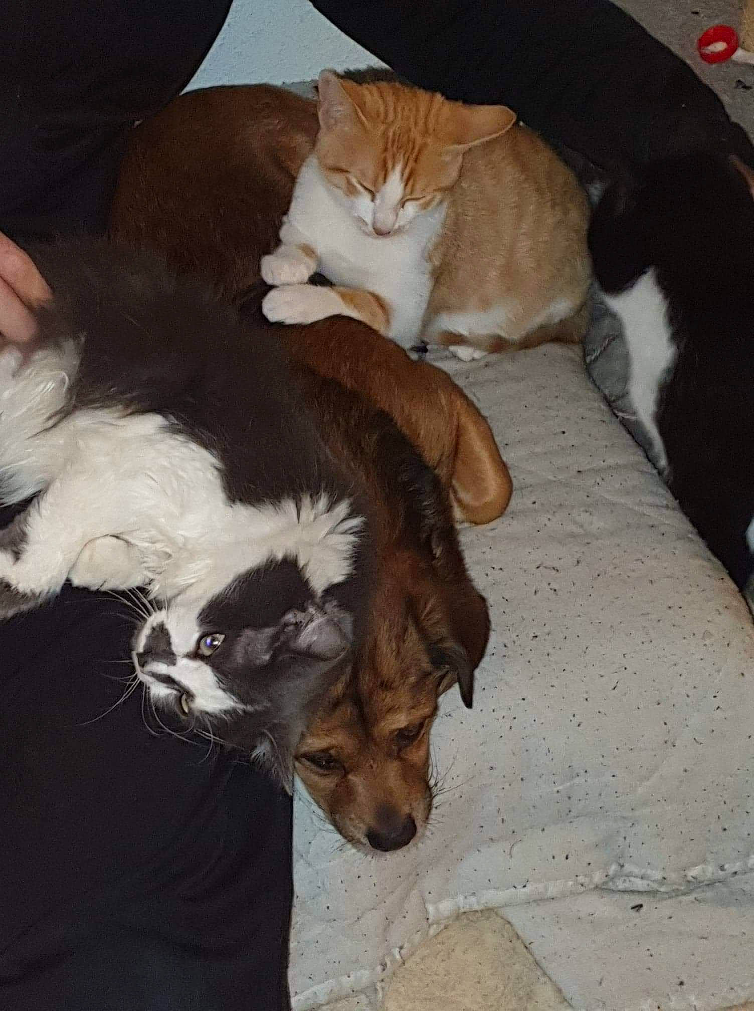 Celeste a rejoint le concours — aidez-le/la à gagner de superbes lots ! canidae, carnivore, cat, comfort, companion_dog, dog_breed, fawn, felidae, fur, lap, nap, paw, small_to_medium_sized_cats, snout, sporting_group, tail, vertebrate, whiskers, wood, working_animal