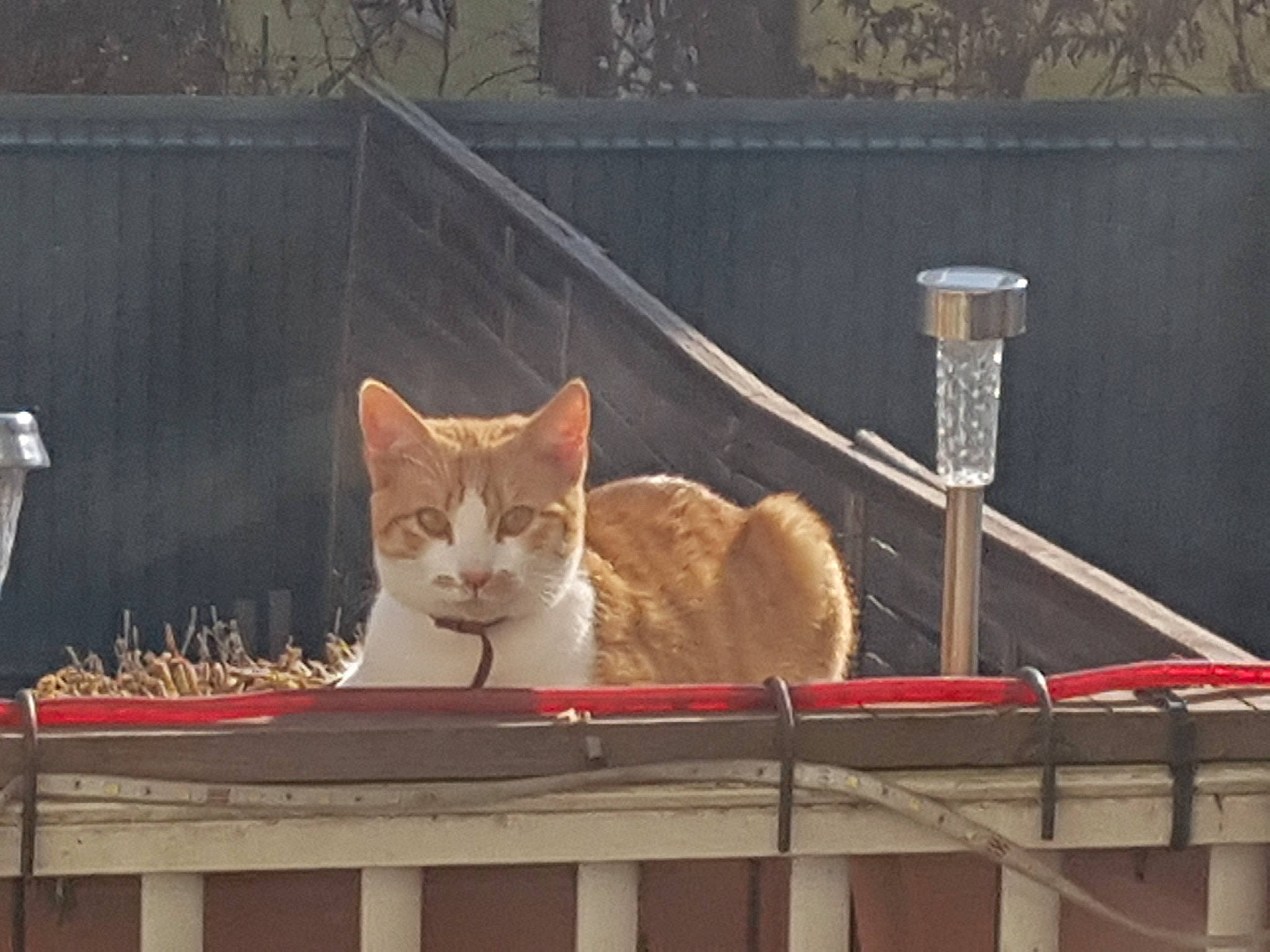 Celeste participe au concours pour gagner de l'argent avec cette photo : carnivore, cat, domestic_short_haired_cat, fawn, felidae, fur, night, paw, small_to_medium_sized_cats, snout, tail, whiskers, window, wood