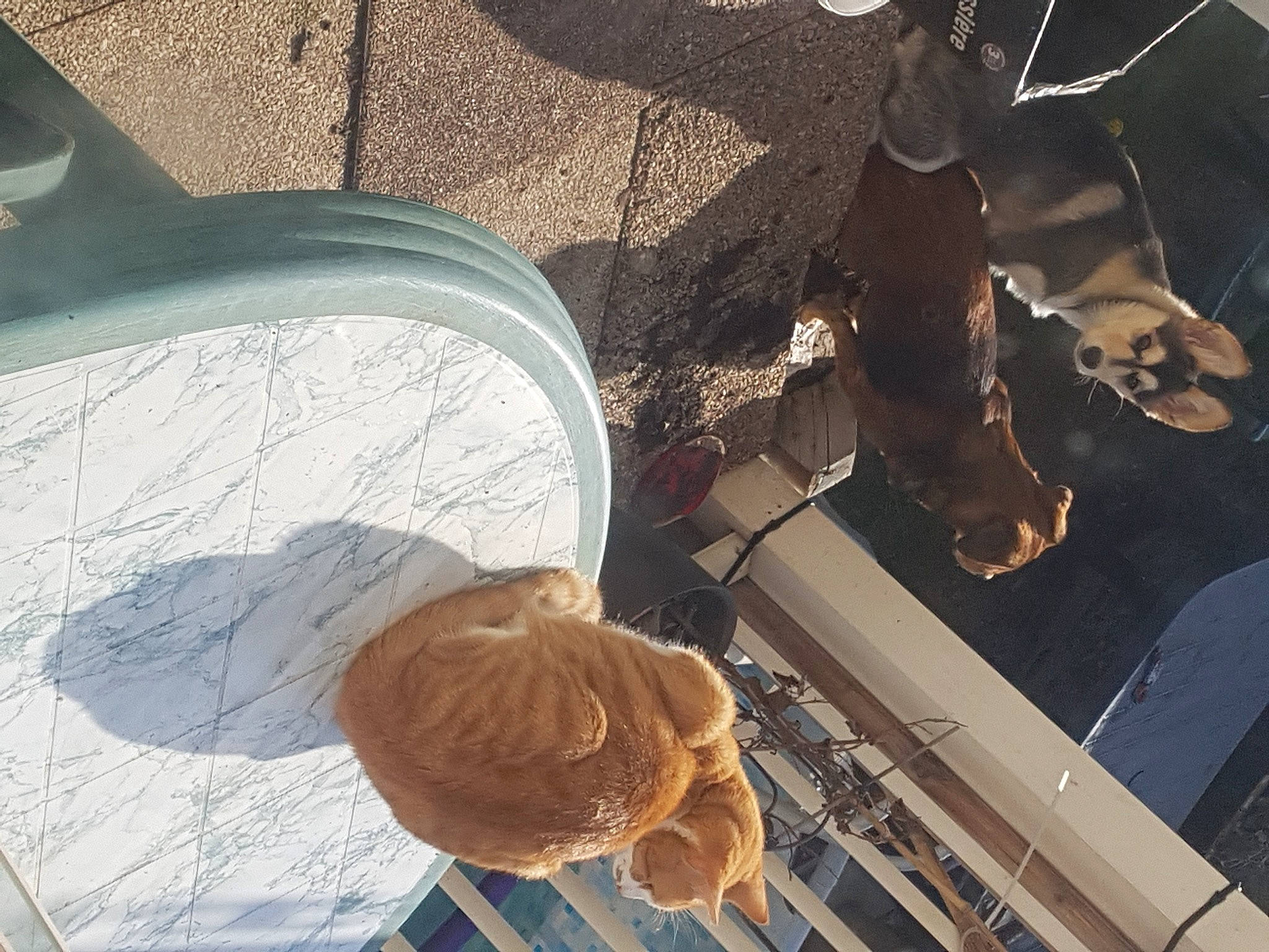 Celeste a rejoint le concours — aidez-le/la à gagner de superbes lots ! art, auto_part, automotive_design, automotive_tire, ceiling, daylighting, fashion_accessory, glass, hat, metal, pattern, sculpture, shadow, sun_hat, tints_and_shades, tree, vehicle_door, vertebrate, visual_arts, wood