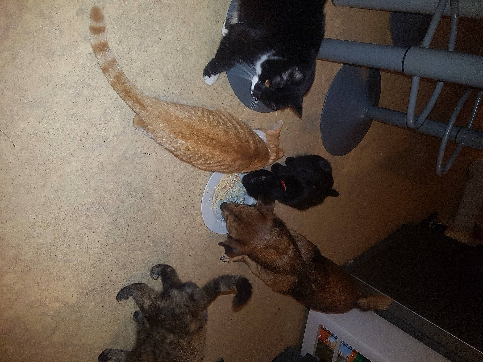 Celeste participe au concours pour gagner de l'argent avec cette photo : art, cat, ceiling, electrical_wiring, fawn, floor, flooring, hardwood, mammal, metal, plaster, room, shadow, tail, vertebrate, visual_arts, wing, wood, wood_flooring, wood_stain