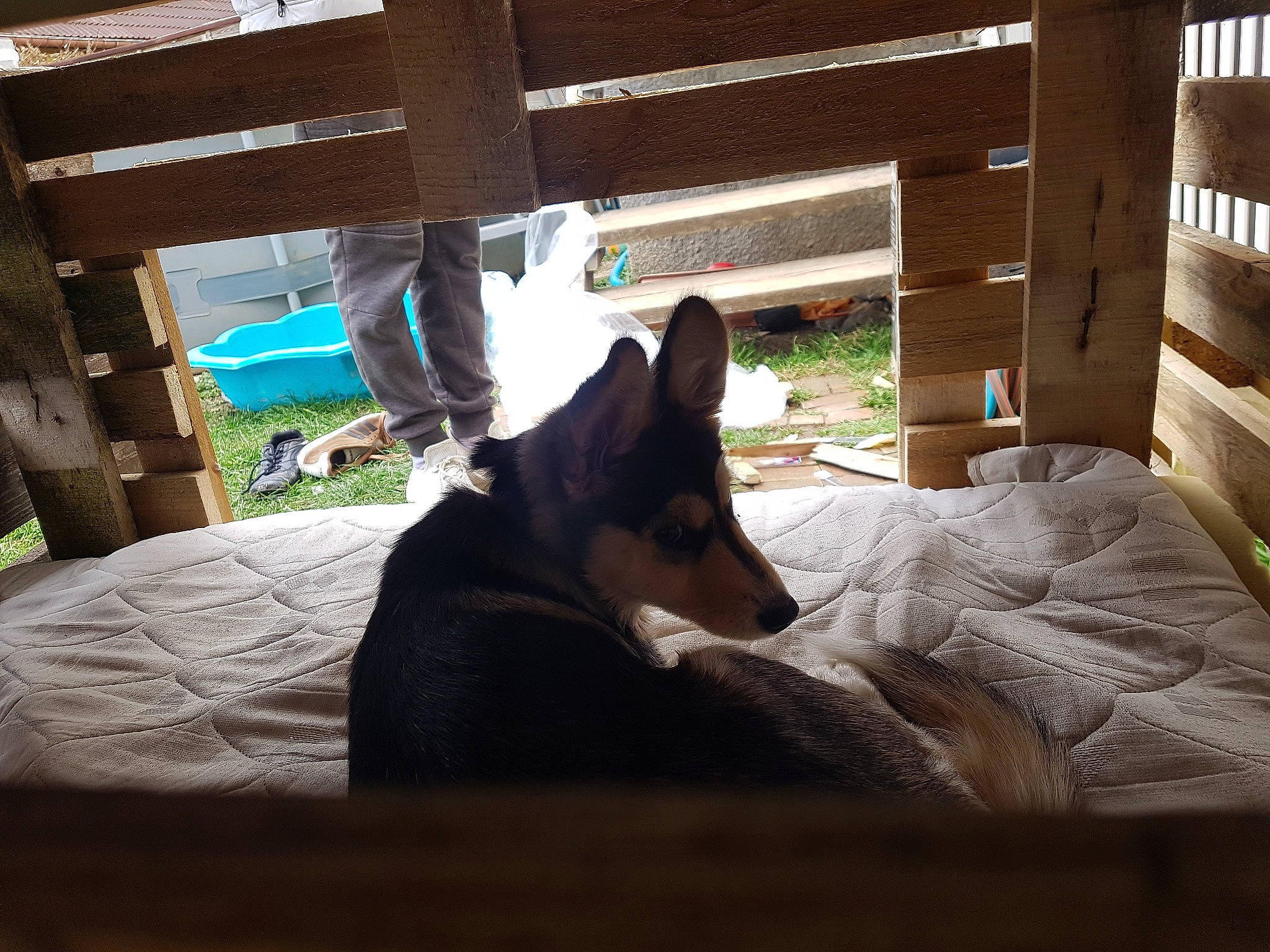 Onyx a rejoint le concours — aidez-le/la à gagner de superbes lots ! canidae, carnivore, comfort, companion_dog, dog, dog_breed, east_european_shepherd, fawn, flooring, hardwood, herding_dog, mammal, plant, room, sitting, sporting_group, tints_and_shades, wood, working_animal, working_dog