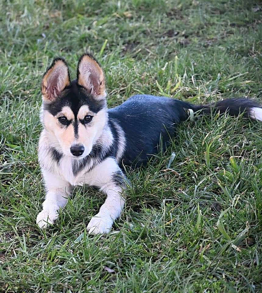 Onyx a rejoint le concours — aidez-le/la à gagner de superbes lots ! canidae, carnivore, companion_dog, dog, dog_breed, fawn, fur, grass, grassland, groundcover, non_sporting_group, plant, puppy, sporting_group, tail, terrestrial_animal, whiskers, wildlife