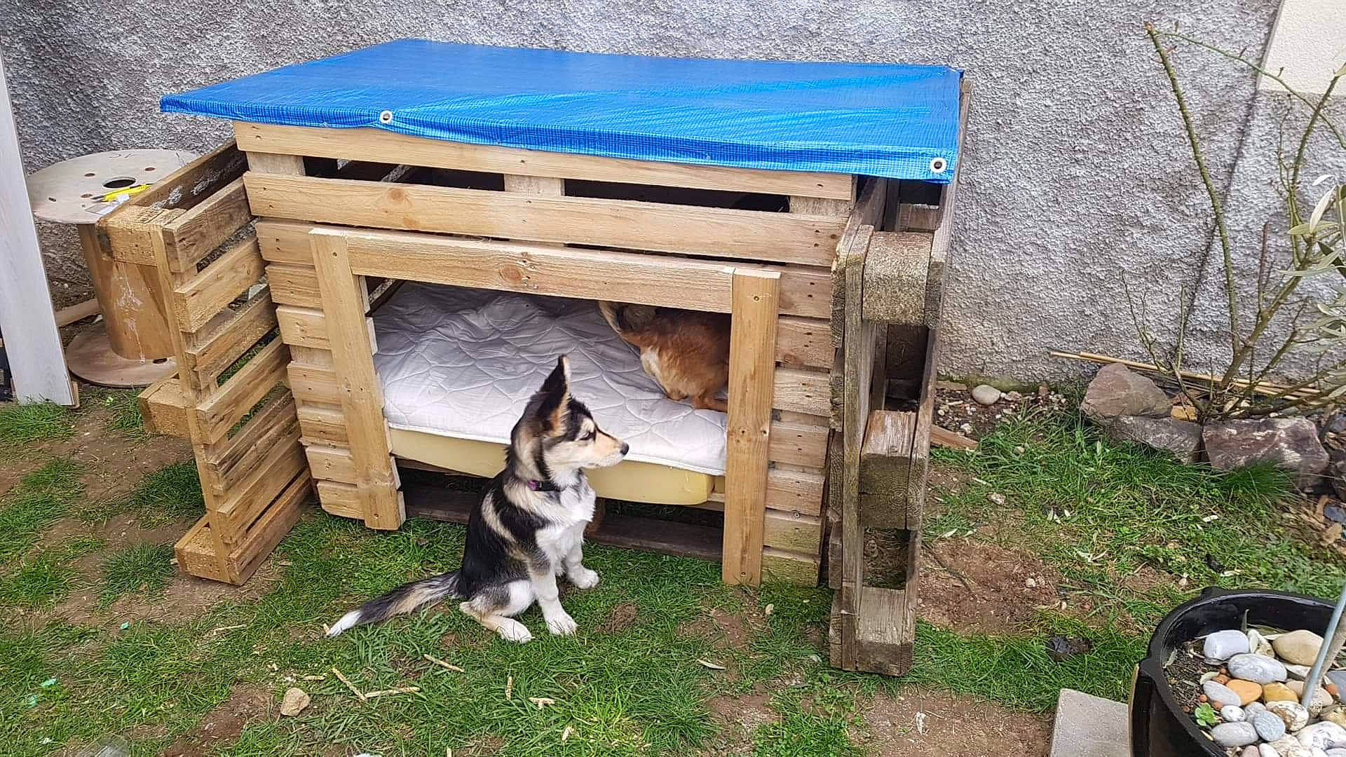 Onyx participe au concours pour gagner de l'argent avec cette photo : carnivore, cat_supply, companion_dog, dog, dog_breed, dog_supply, doghouse, grass, hardwood, herding_dog, kennel, landscape, lumber, outdoor_furniture, pet_supply, plant, rectangle, sled_dog, tail, wood