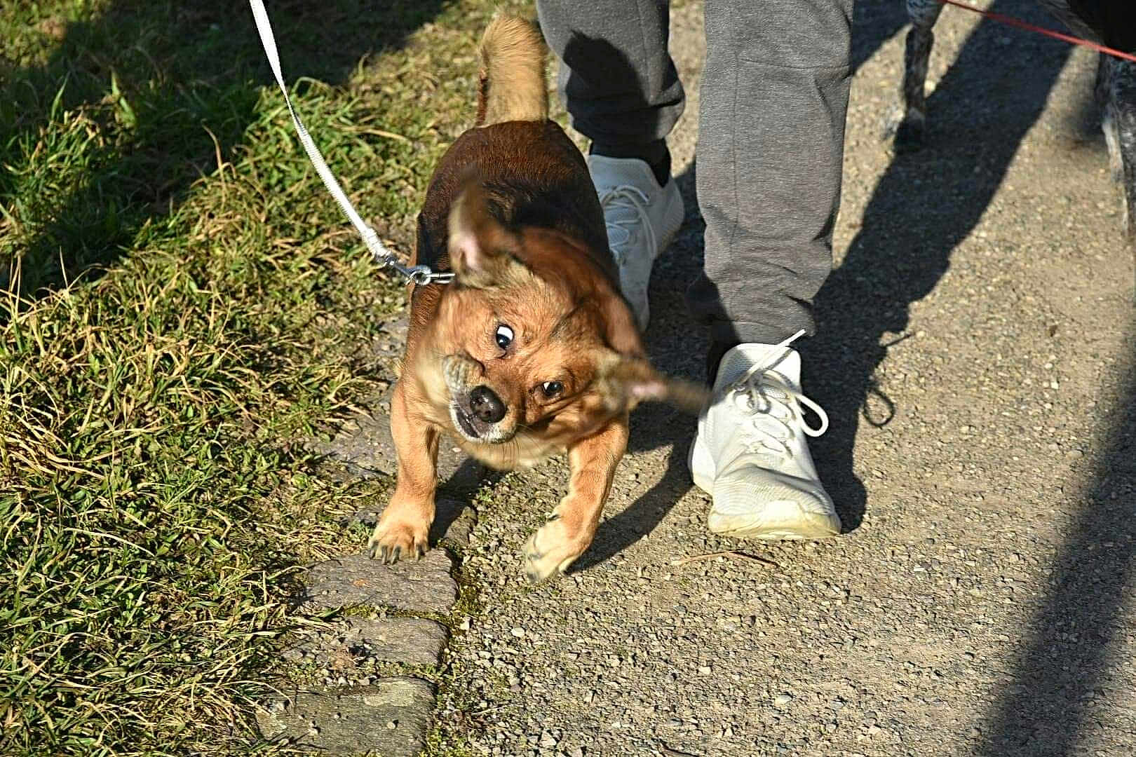 Leo