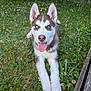 animal, canine, close_up, dog, ears, fence, grass, greenery, happy, husky, nature, outdoor, pet, playful, puppy, summer, tongue, tongue_out, wildflowers, young_dog