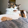 Reese is registered to the contest to win money with this photo: animal, calico, cat, closeup, cozy, domestic_cat, ears, feline, fluffy, gray, green_eyes, indoor, laying_down, nose, pet, portrait, quilt, relaxed, soft_focus, whiskers