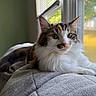 Reese joined the competition — help win amazing prizes! animal, blanket, calico, cat, cozy, curious, ears, face, feline, fur, home, indoor, mammal, pet, relaxed, resting, soft, sunlight, whiskers, window