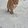 Naruto a rejoint le concours — aidez-le/la à gagner de superbes lots ! animal, cat, cold, curious, cute, daylight, fence, festive, nature, orange_tabby, outdoor, paw_prints, pet, playful, red_hat, snow, snowman, snowy_ground, walking, winter