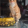 Naruto a rejoint le concours — aidez-le/la à gagner de superbes lots ! cat, counter, cozy, curious, domestic_cat, drawings, feline, fruit_bowl, home, indoor, kitchen, lemons, orange_tabby, pet, photos, refrigerator, table, whiskers, window_reflection, yellow_mesh_bags