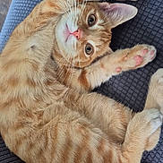Naruto a rejoint le concours — aidez-le/la à gagner de superbes lots ! animal, blanket, cat, claws, cute, ears, feline, fur, indoor, kitten, looking_up, orange_tabby, paw, pet, pink_nose, playful, relaxed, resting, texture, whiskers