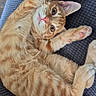 animal, blanket, cat, claws, cute, ears, feline, fur, indoor, kitten, looking_up, orange_tabby, paw, pet, pink_nose, playful, relaxed, resting, texture, whiskers