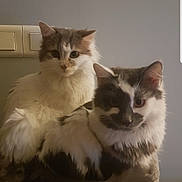 Pepsi Et Maya participe au concours pour gagner de l'argent avec cette photo : animal, black_and_white, cat, cat_tree, companion, cute, domestic_animal, ears, eyes, feline, fluffy, fur, indoor, pet, portrait, resting, sitting, tail, two_cats, whiskers