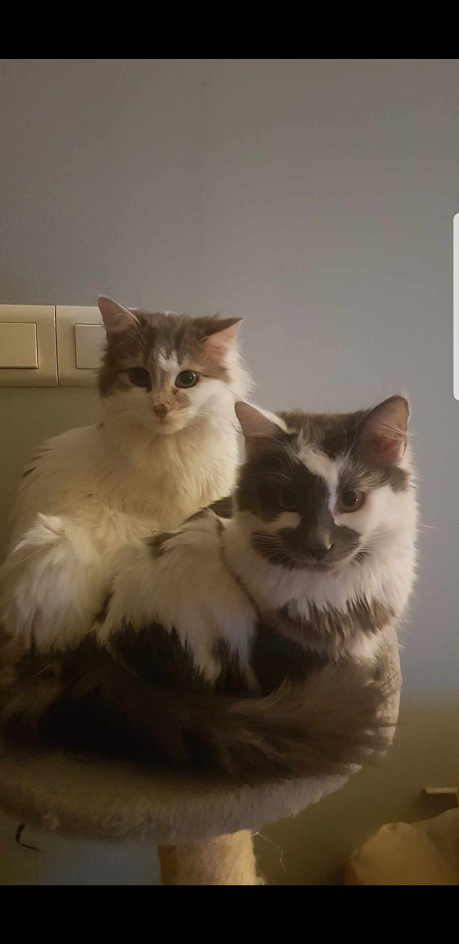 Pepsi Et Maya participe au concours pour gagner de l'argent avec cette photo : animal, black_and_white, cat, cat_tree, companion, cute, domestic_animal, ears, eyes, feline, fluffy, fur, indoor, pet, portrait, resting, sitting, tail, two_cats, whiskers