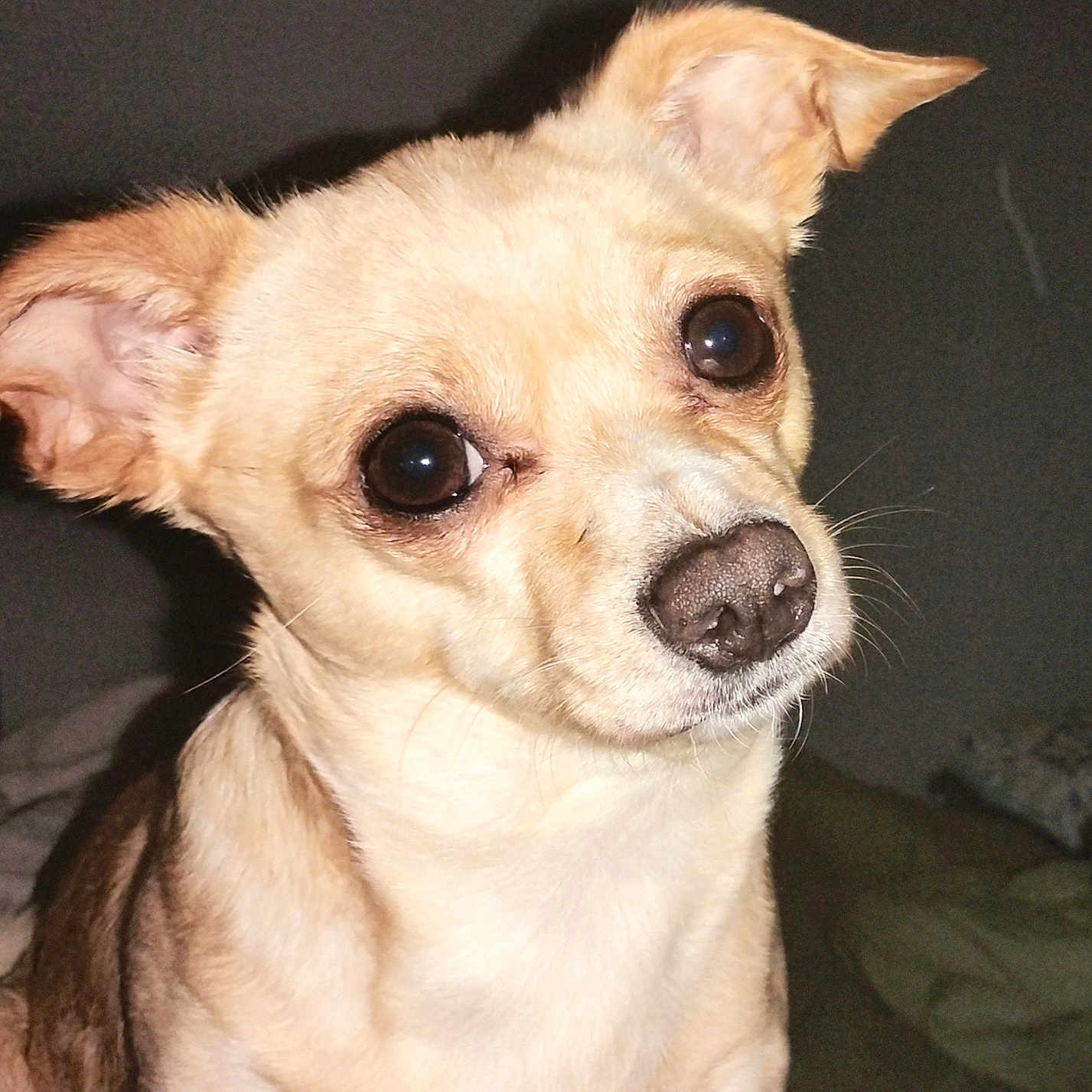 Pup Pup is registered to the contest to win money with this photo: animal, canine, chihuahua, dog, pet, pug, puppy