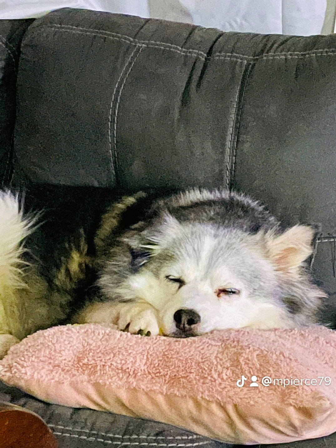 Kita is registered to the contest to win money with this photo: canidae, carnivore, comfort, companion_dog, couch, dog, dog_bed, dog_breed, fawn, felidae, fur, linens, small_to_medium_sized_cats, snout, spitz, sporting_group, terrestrial_animal, textile, toy_dog, whiskers