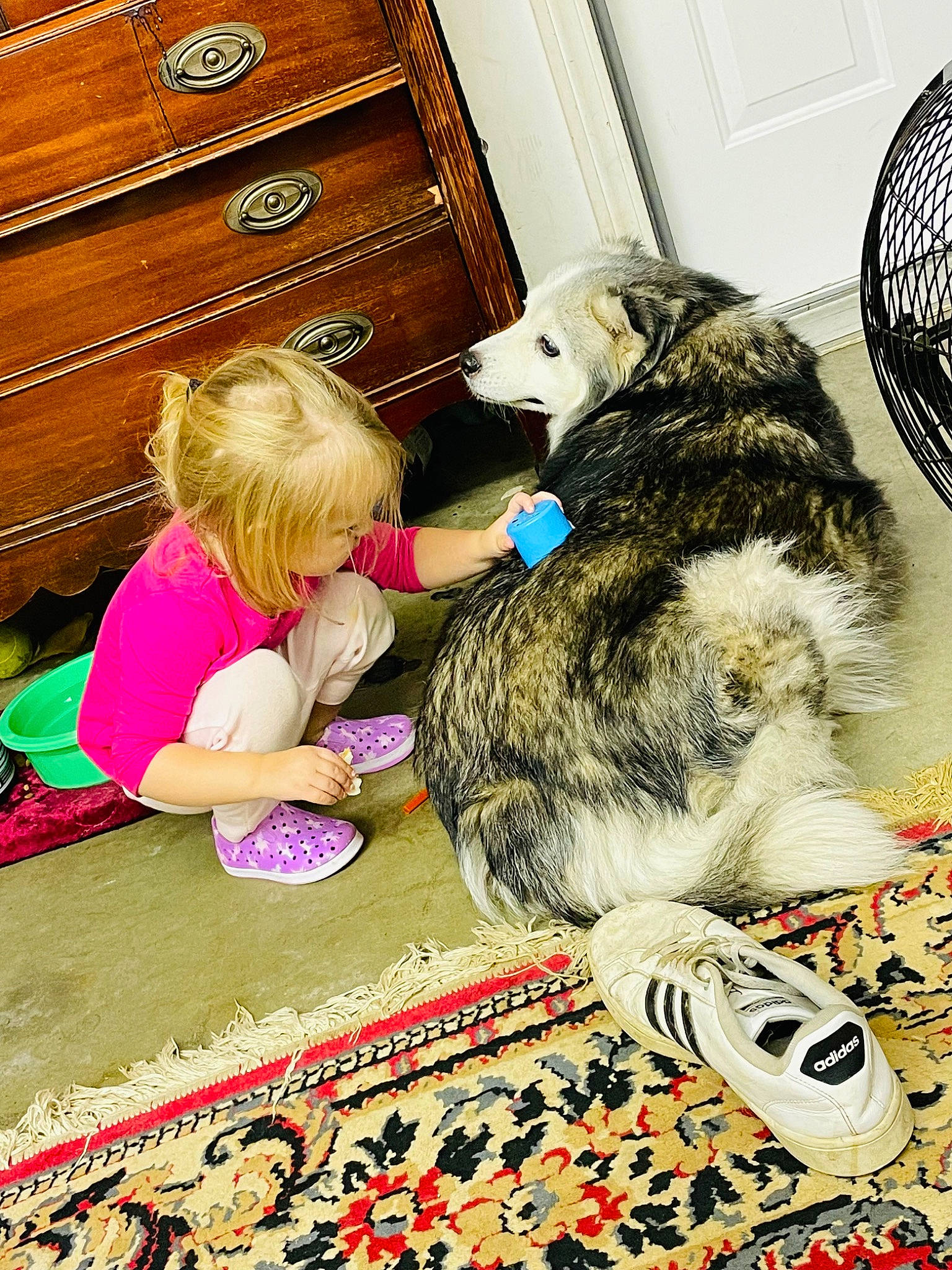 Kita is registered to the contest to win money with this photo: cabinetry, canidae, carnivore, chest, chest_of_drawers, child, companion_dog, cupboard, dog_breed, drawer, felidae, flooring, fun, fur, play, small_to_medium_sized_cats, sporting_group, toddler, toy, varnish