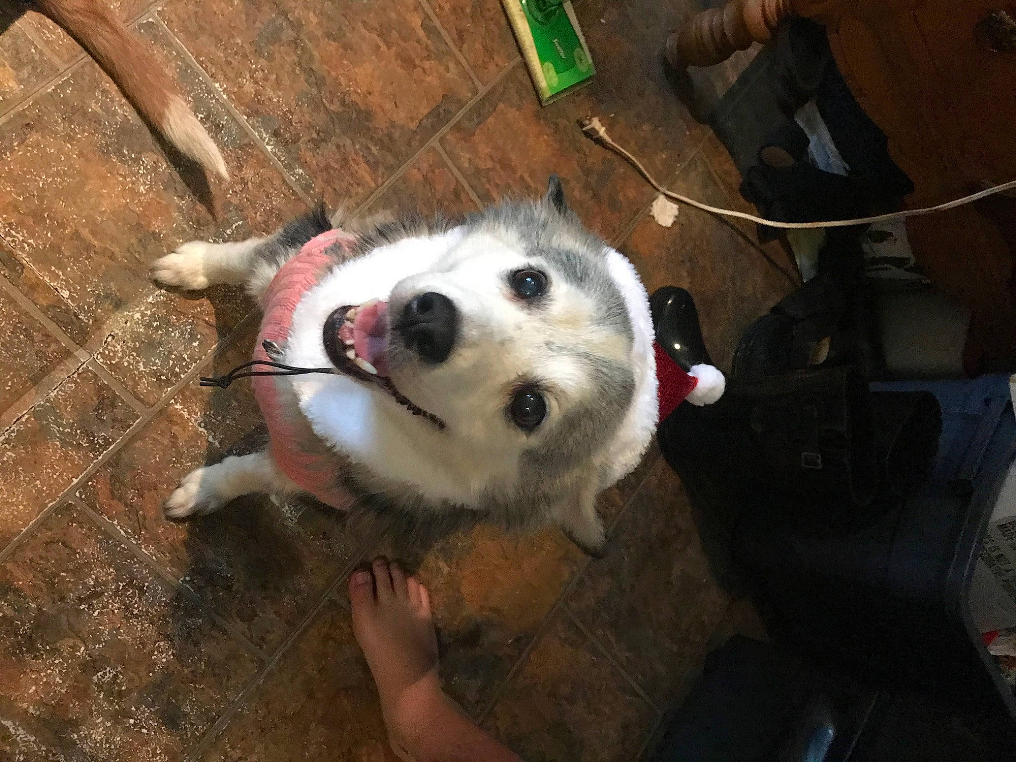 Kita is registered to the contest to win money with this photo: companion_dog, dog, dog_breed, fawn, flooring, fur, hardwood, non_sporting_group, whiskers, wood, working_animal, working_dog