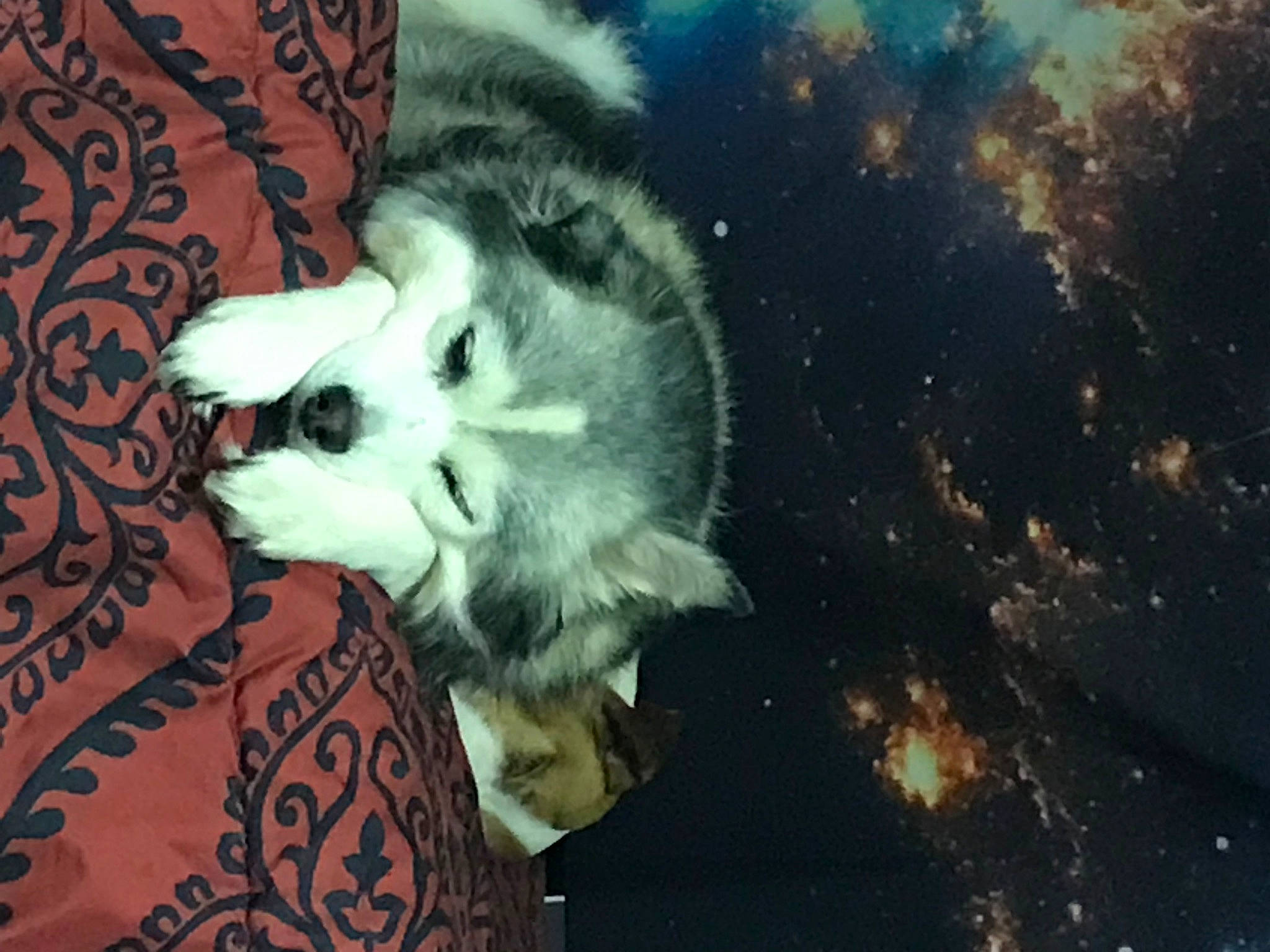 Kita joined the competition — help win amazing prizes! canidae, carnivore, companion_dog, darkness, dog, dog_breed, electric_blue, fawn, felidae, fur, jaw, paw, puppy, small_to_medium_sized_cats, snout, sporting_group, tail, toy_dog, whiskers, wolf