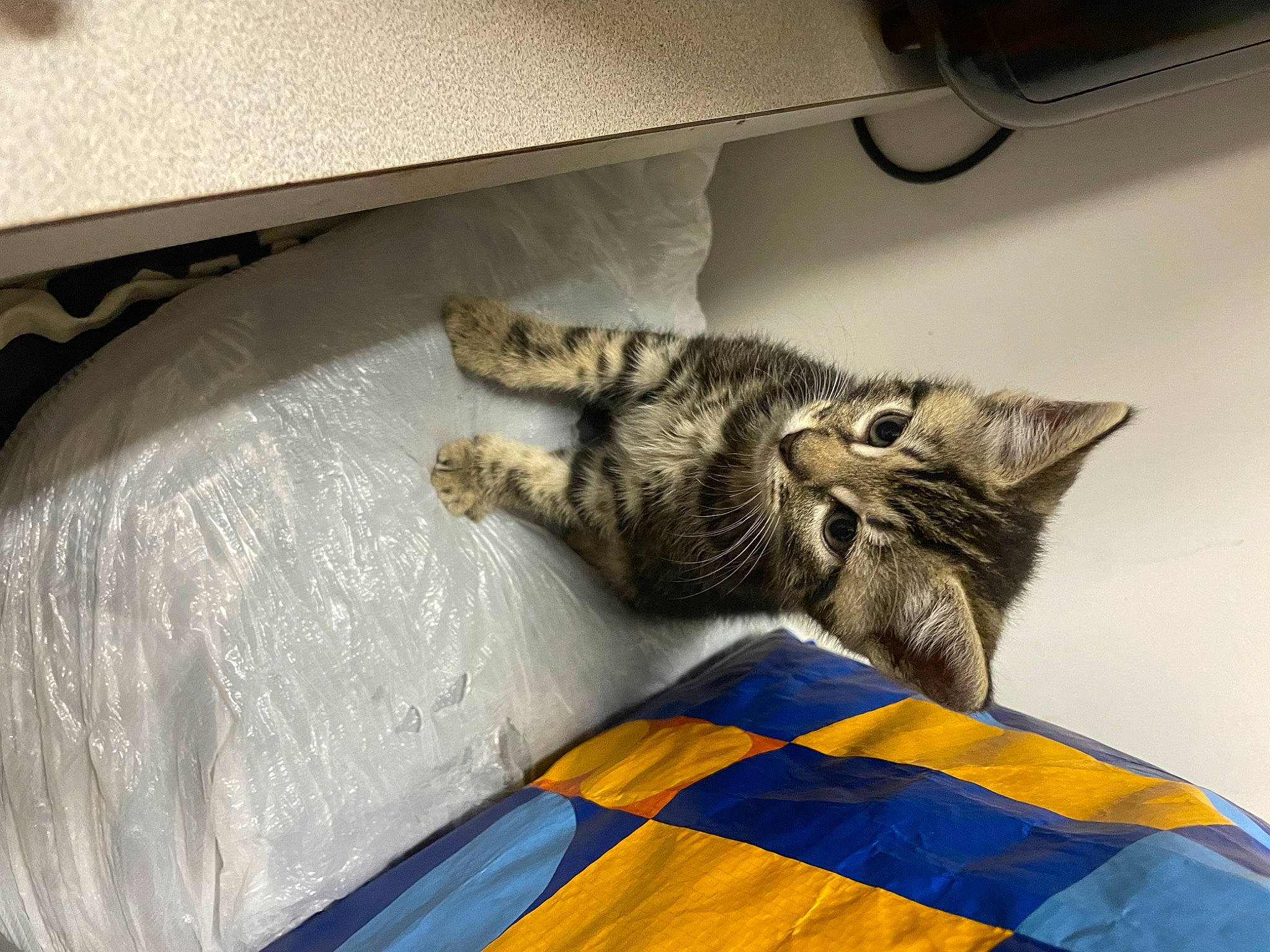 Ruger is registered to the contest to win money with this photo: bed, bedding, box, carnivore, cat, claw, comfort, couch, domestic_short_haired_cat, felidae, fur, grey, linens, paw, room, shipping_box, small_to_medium_sized_cats, tail, whiskers, wood