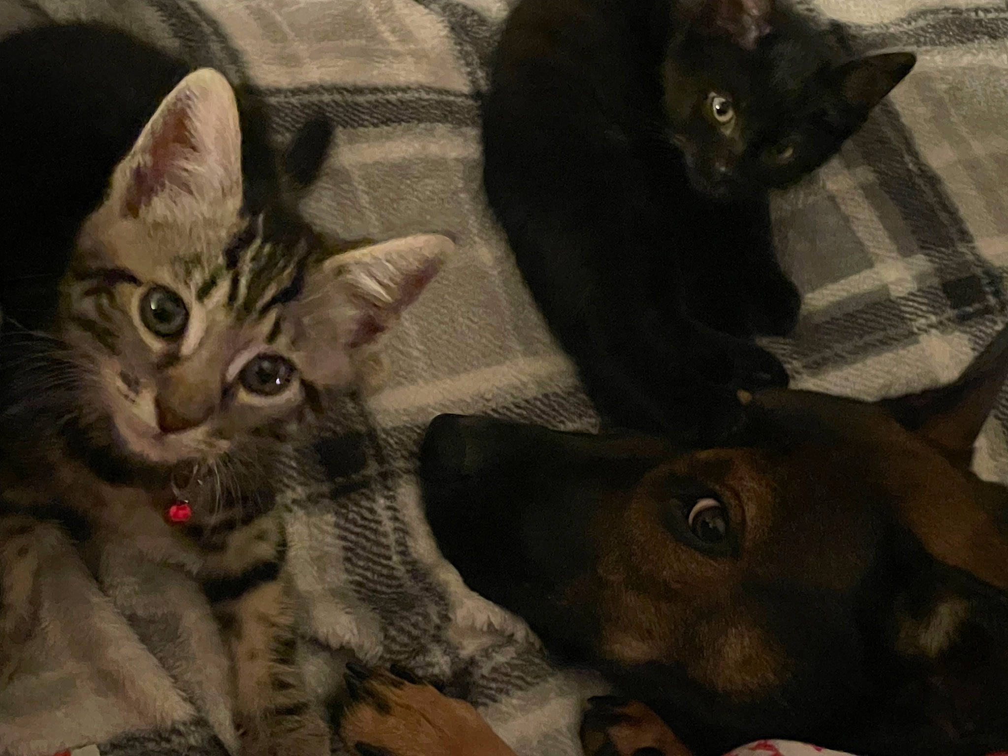 Ruger joined the competition — help win amazing prizes! bombay, carnivore, cat, claw, comfort, domestic_short_haired_cat, felidae, fur, grey, guard_dog, paw, small_to_medium_sized_cats, snout, tail, terrestrial_animal, vertebrate, visual_arts, whiskers, wildlife, working_animal