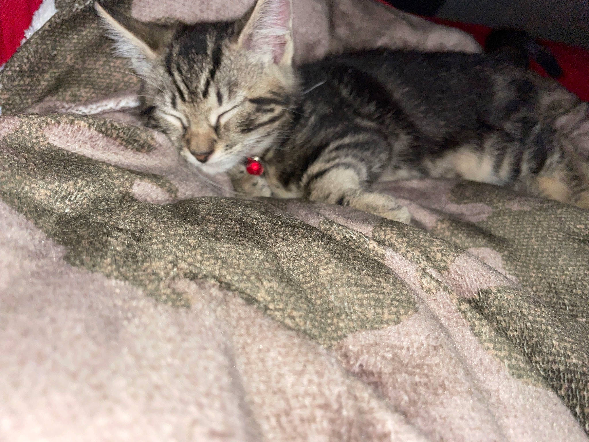 Ruger joined the competition — help win amazing prizes! bed, carnivore, cat, claw, comfort, domestic_short_haired_cat, felidae, fur, grey, linens, nap, paw, sleep, small_to_medium_sized_cats, tail, whiskers, wood