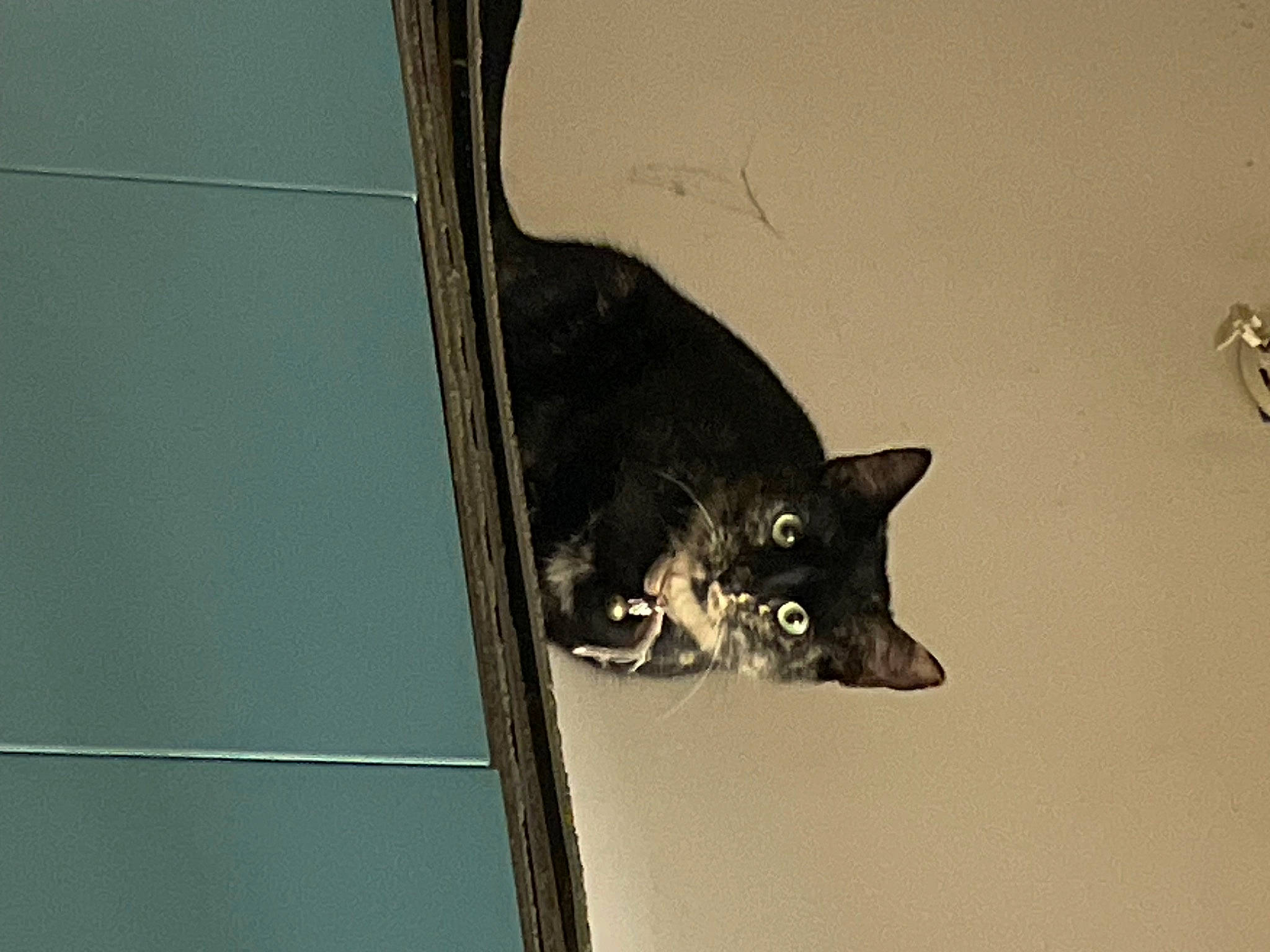 Skizzy joined the competition — help win amazing prizes! black_cat, bombay, carnivore, cat, claw, domestic_short_haired_cat, felidae, fur, small_to_medium_sized_cats, snout, tail, terrestrial_animal, whiskers, wildlife, window