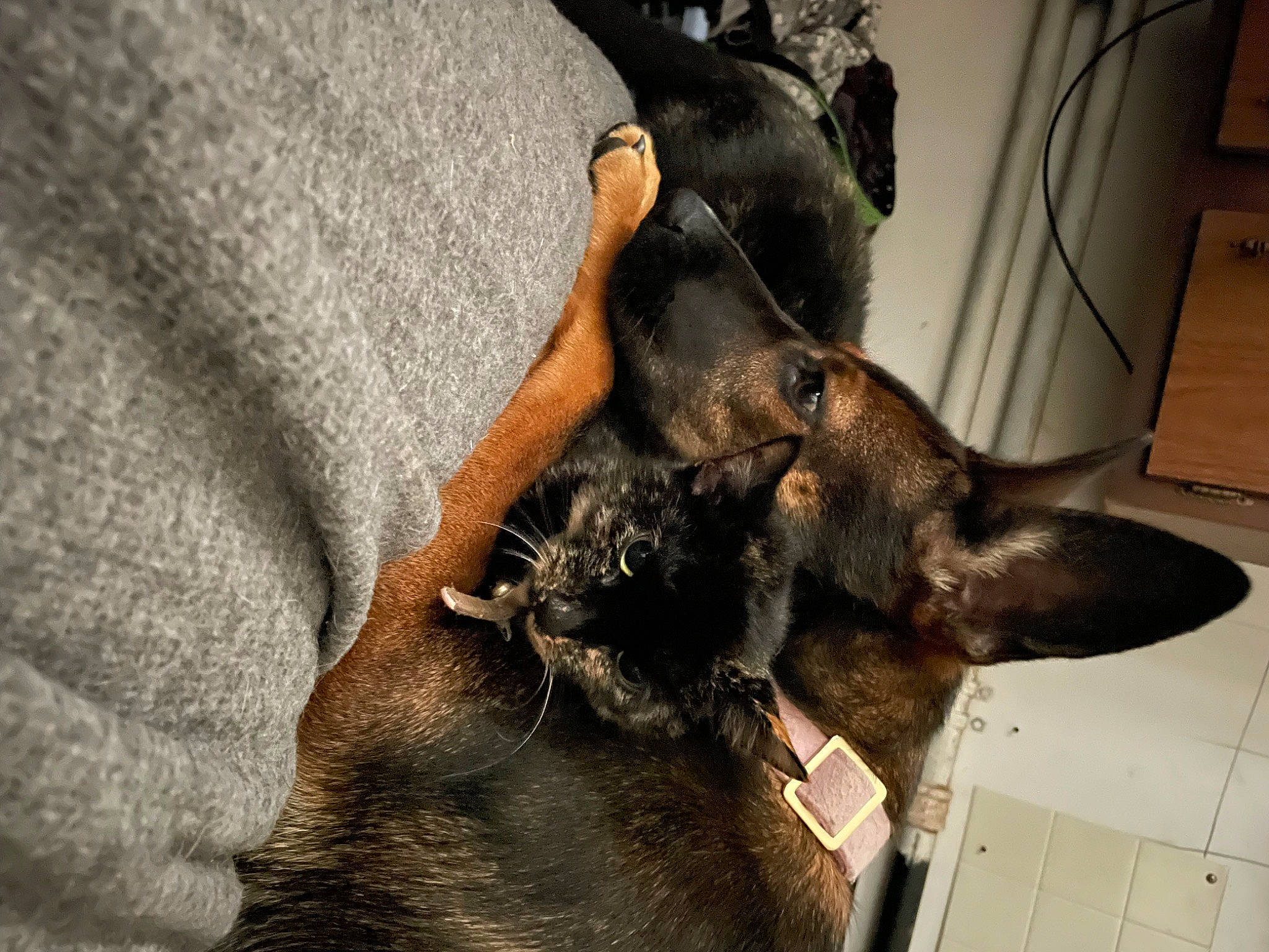 Skizzy is registered to the contest to win money with this photo: bat, canidae, carnivore, cat, claw, companion_dog, dog, dog_breed, domestic_short_haired_cat, ear, fawn, felidae, fur, gesture, liver, small_to_medium_sized_cats, snout, sporting_group, whiskers, working_animal