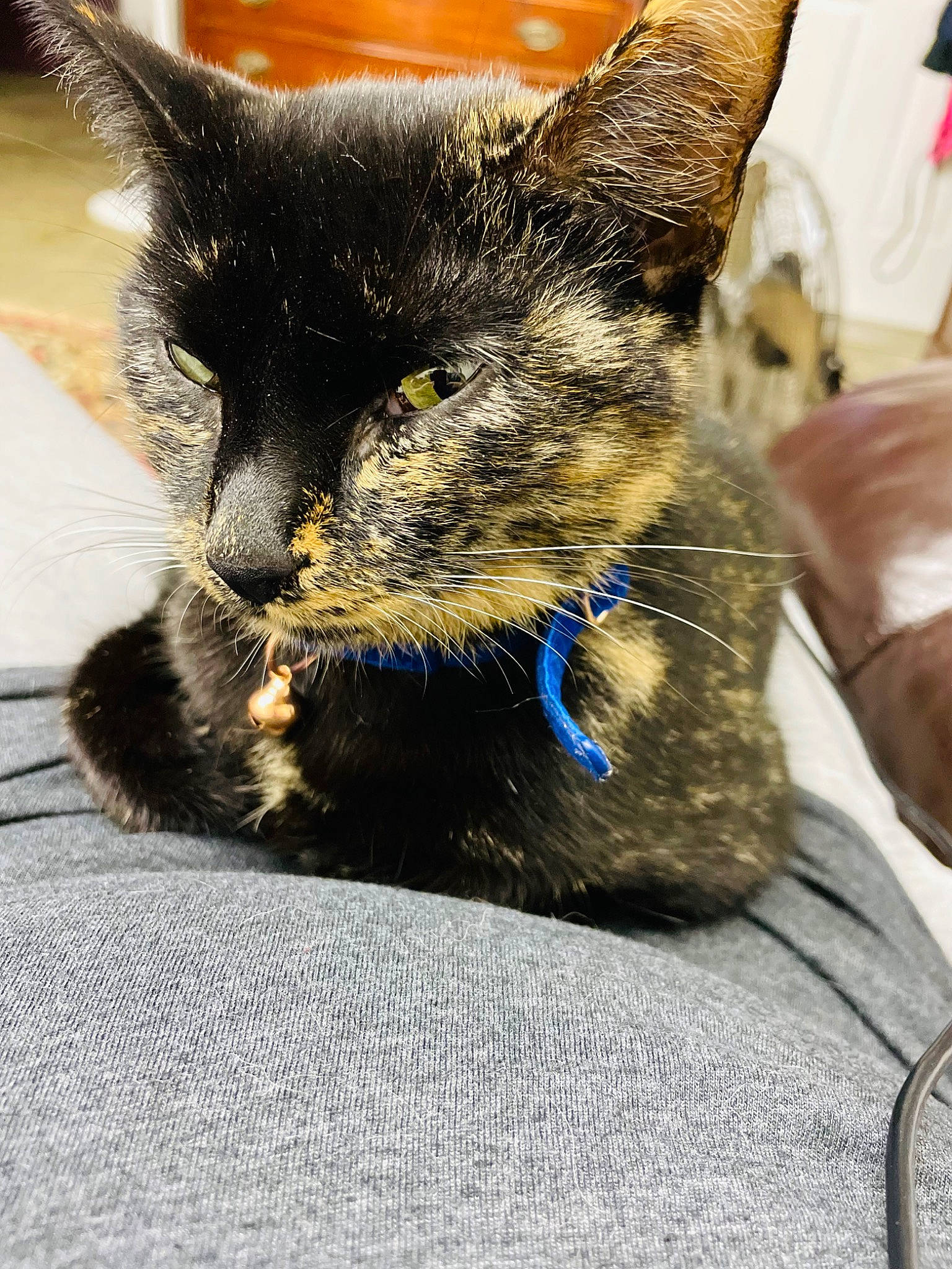 Skizzy joined the competition — help win amazing prizes! carnivore, cat, claw, comfort, domestic_short_haired_cat, ear, electric_blue, felidae, foot, fur, nap, paw, small_to_medium_sized_cats, snout, tail, terrestrial_animal, whiskers