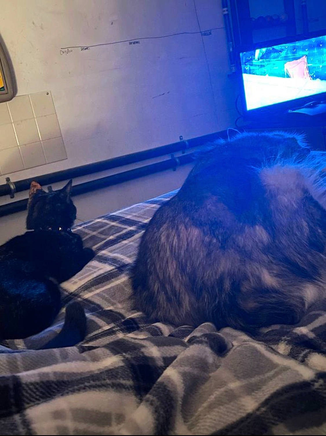 Skizzy joined the competition — help win amazing prizes! blue, canidae, carnivore, cat, cloud, comfort, companion_dog, dog_breed, domestic_short_haired_cat, electric_blue, felidae, flooring, fur, mammal, sky, small_to_medium_sized_cats, snout, tail, tints_and_shades, whiskers