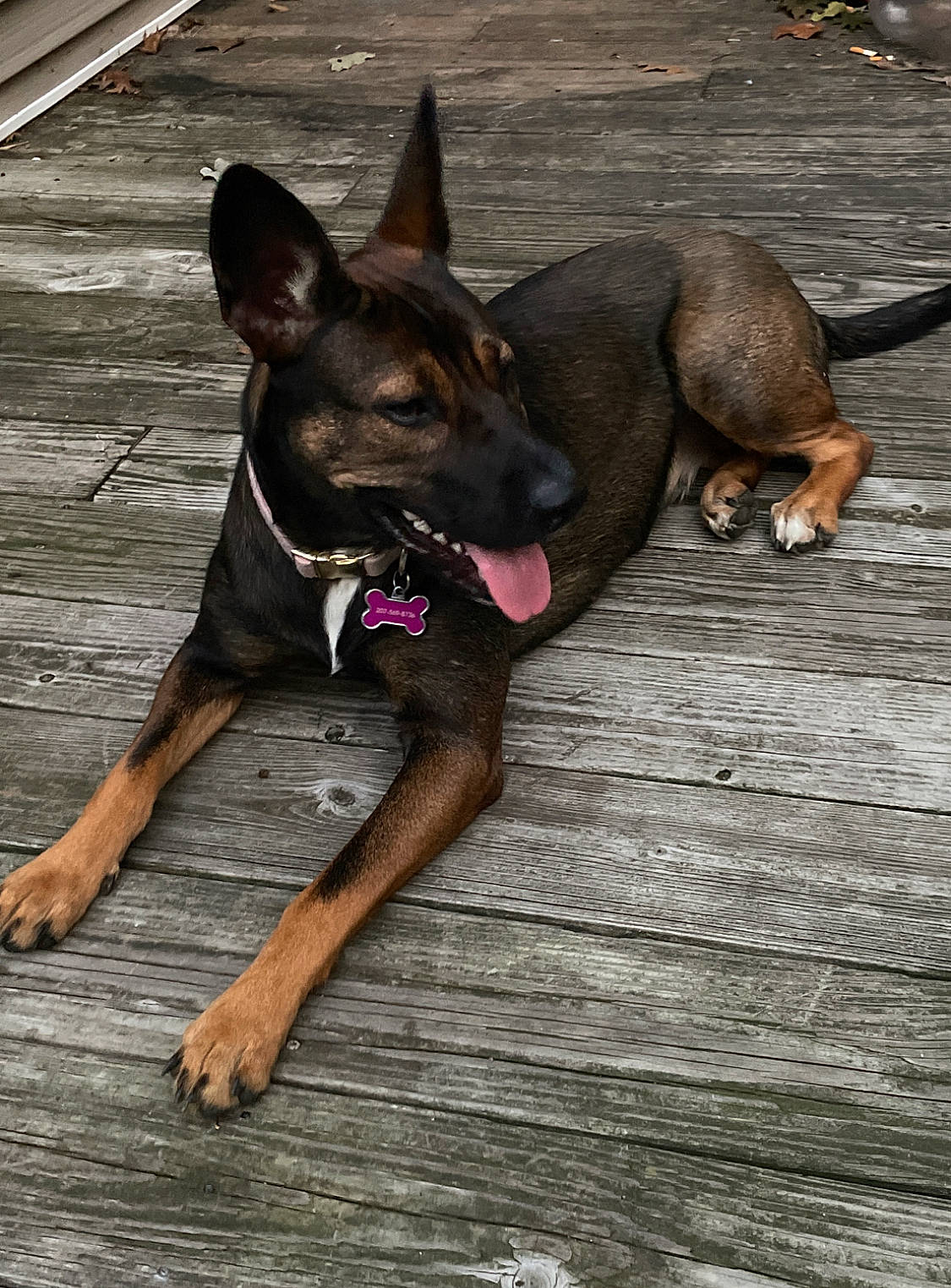 Tika joined the competition — help win amazing prizes! canidae, carnivore, companion_dog, dobermann, dog, dog_breed, fawn, flooring, guard_dog, hardwood, liver, non_sporting_group, snout, sporting_group, street, toy_dog, wood, working_animal, working_dog