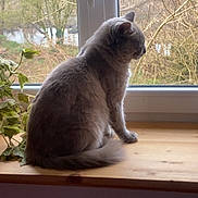 Flokie a rejoint le concours — aidez-le/la à gagner de superbes lots ! cat, gray_cat, windowsill, window, plant, wooden_surface, indoor, pet, animal, feline, side_view, sitting, nature_view, tree, leaf, calm, houseplant, domestic, fur, quiet