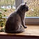 Flokie