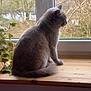 cat, gray_cat, windowsill, window, plant, wooden_surface, indoor, pet, animal, feline, side_view, sitting, nature_view, tree, leaf, calm, houseplant, domestic, fur, quiet