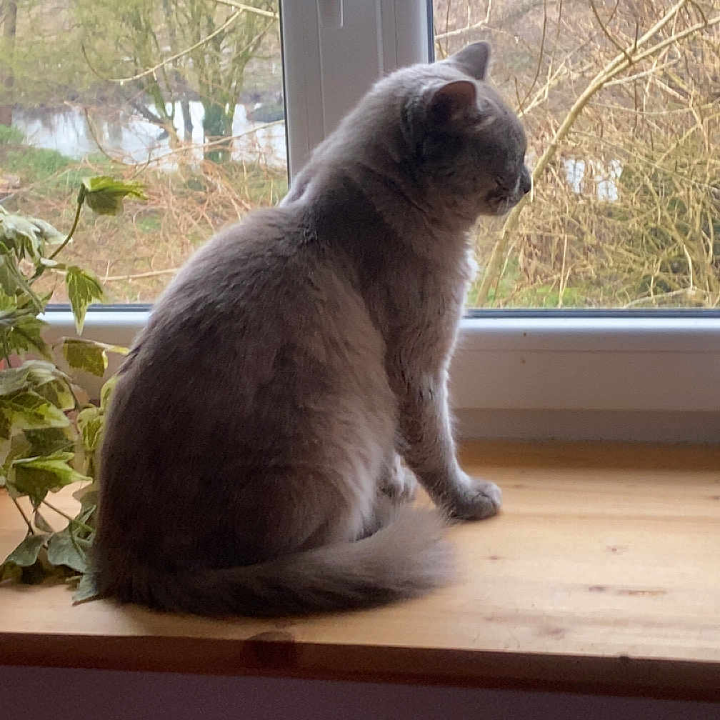 Flokie a rejoint le concours — aidez-le/la à gagner de superbes lots ! animal, calm, cat, domestic, feline, fur, gray_cat, houseplant, indoor, leaf, nature_view, pet, plant, quiet, side_view, sitting, tree, window, windowsill, wooden_surface