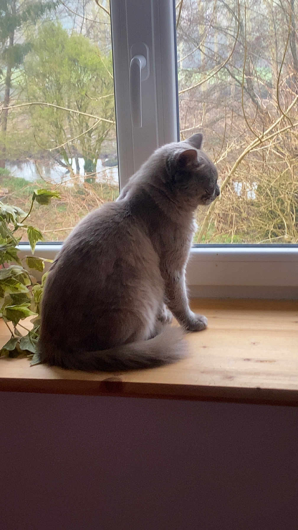 Flokie a rejoint le concours — aidez-le/la à gagner de superbes lots ! cat, gray_cat, windowsill, window, plant, wooden_surface, indoor, pet, animal, feline, side_view, sitting, nature_view, tree, leaf, calm, houseplant, domestic, fur, quiet