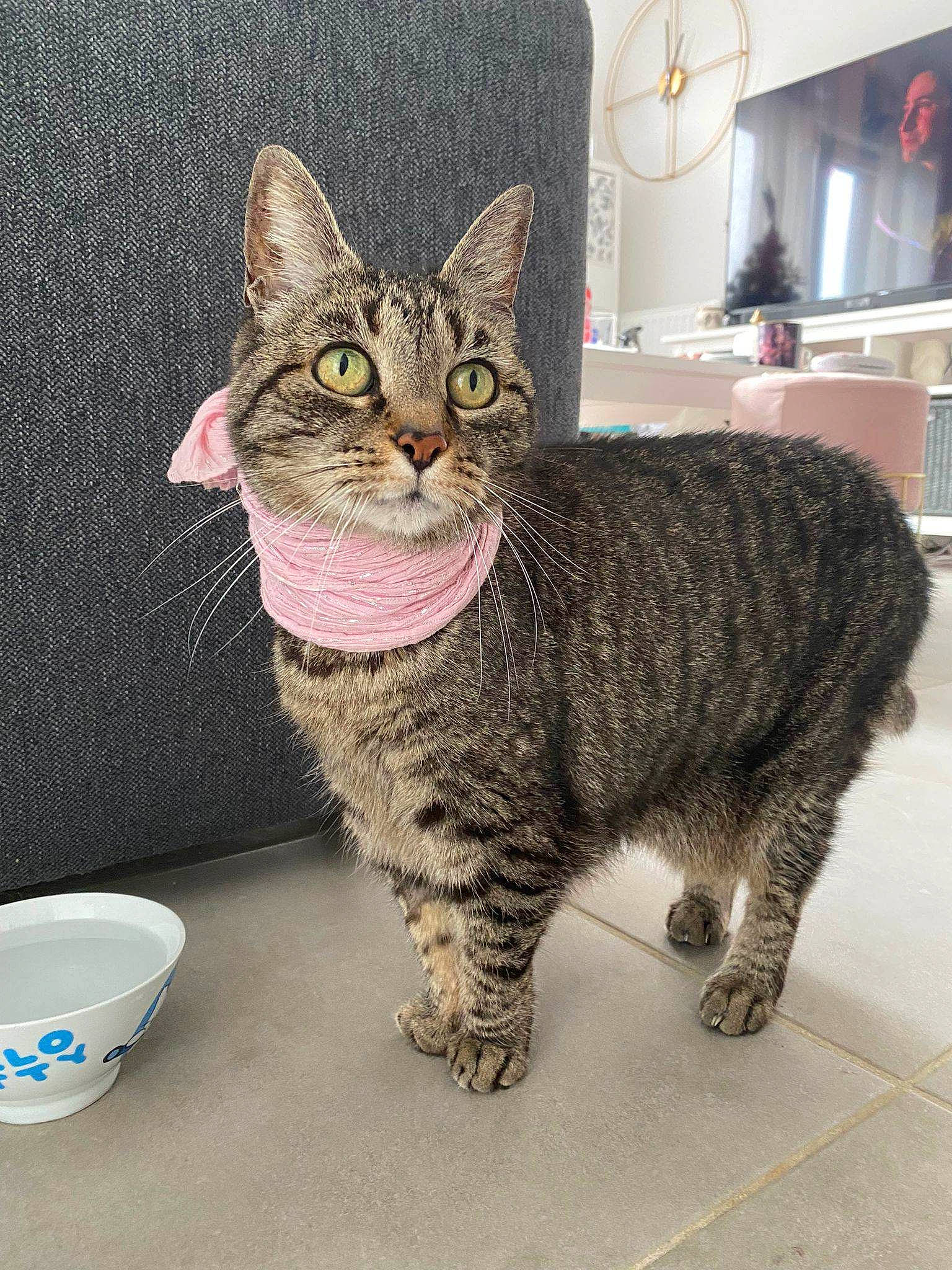 Kiara a rejoint le concours — aidez-le/la à gagner de superbes lots ! art, cabinetry, carnivore, cat, domestic_short_haired_cat, felidae, fur, houseplant, paw, pet_supply, picture_frame, rectangle, sitting, small_to_medium_sized_cats, snout, tail, terrestrial_animal, whiskers, window