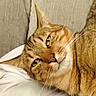 animal, cat, close_up, cute, domestic, ears, eyes, face, feline, fur, indoor, lying_down, nose, pet, pillow, portrait, relaxed, resting, tabby, whiskers