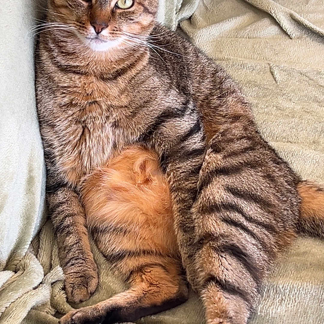 Simbabou participe au concours pour gagner de l'argent avec cette photo : animal, cat, couch, domestic_cat, ears, feline, front_leg, fur, home, indoor, paw, pet, pillows, relaxed, resting, soft_fabric, striped, tabby_cat, tail, whiskers