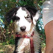 Nova a rejoint le concours — aidez-le/la à gagner de superbes lots ! animal, black_and_white, casual, curious, dirt_path, dog, greenery, harness, nature, outdoor, person, pet, playful, portrait, puppy, sunglasses, sunlight, tattoo, trees, wet_fur