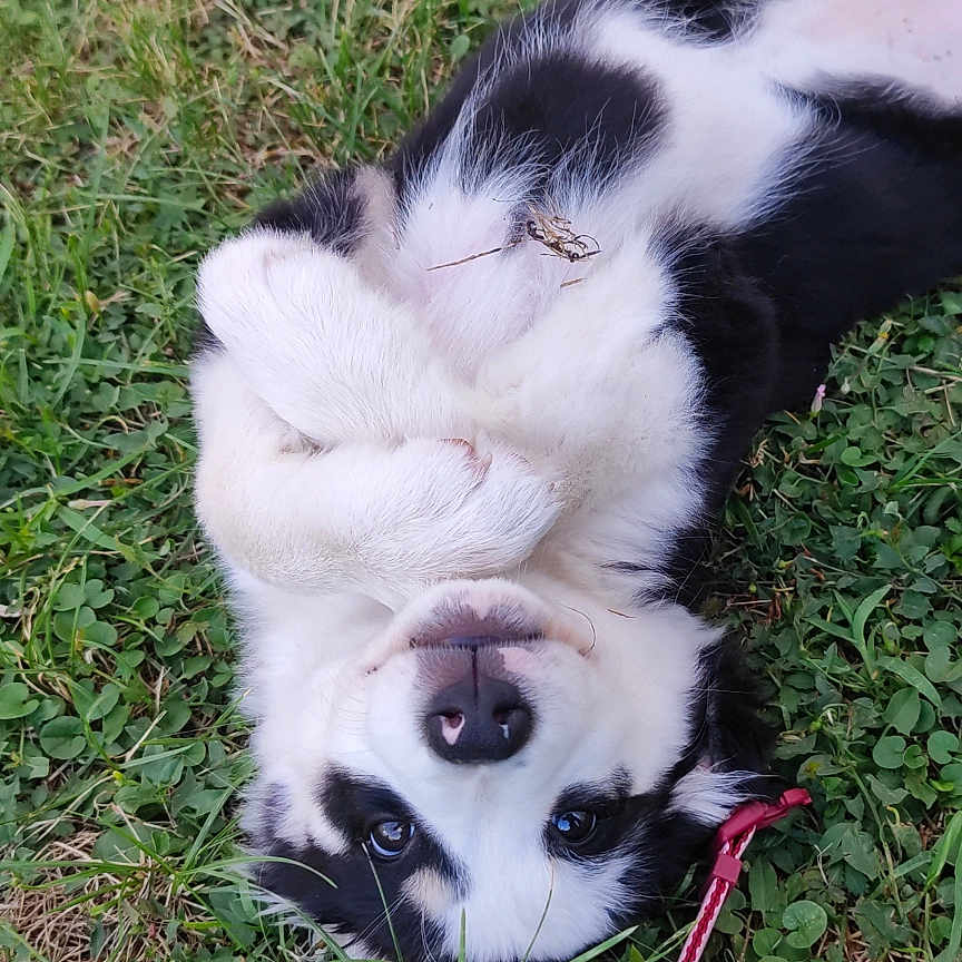 Nova