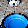 puppy, dog, black_and_white, collapsible_bowl, water_bowl, tiled_floor, leash, pet, animal, cute, young_dog, resting, indoor, waiting, fur, paw, snout, pet_accessory, floor, closeup