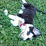 Nova a rejoint le concours — aidez-le/la à gagner de superbes lots ! animal, canine, collar, cute, dog, ear, foot, fur, grass, greenery, leaf, nature, outdoor, pet, playful, puppy, relaxing, side_view, summer, young