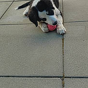 Nova participe au concours pour gagner de l'argent avec cette photo : puppy, dog, black_and_white, ball, toy, playing, outdoor, patio, tiles, floor, pet, young_dog, animal, chewing, curious, tripod, wall, sunlight, resting, playful