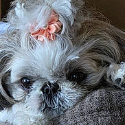Chrissy is registered to the contest to win money with this photo: dog, pet, fluffy, bow, resting, close_up, cute, animal, fur, face, paw, indoors, relaxed, portrait, companion, adorable, sleepy, cozy, small_dog, shih_tzu