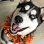 Lokai is registered to the contest to win money with this photo: dog, husky, blue_eyes, smiling, teeth, tongue, collar, orange, halloween, indoor, floor, vent, toy, black_and_white, fur, pet, animal, happy, close_up, portrait