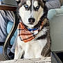 Lokai joined the competition — help win amazing prizes! dog, husky, blue_eyes, bandana, indoor, pet, furniture, table, chair, person, portrait, animal, canine, fur, domestic_animal, cute, sitting, collar, household, closeup