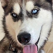 Lokai is registered to the contest to win money with this photo: dog, husky, blue_eyes, tongue, close_up, collar, fur, pet, canine, animal, portrait, indoor, cute, friendly, domestic_animal, muzzle, nose, ears, tag, playful